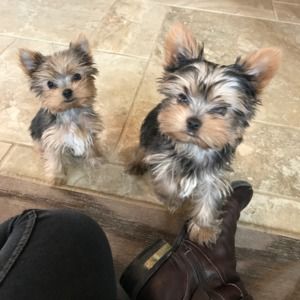 Meet your Posher, Holly